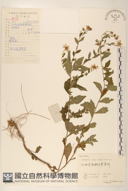 雞兒腸藏品圖，第1張