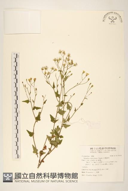 小蔓黃苑藏品圖，第1張