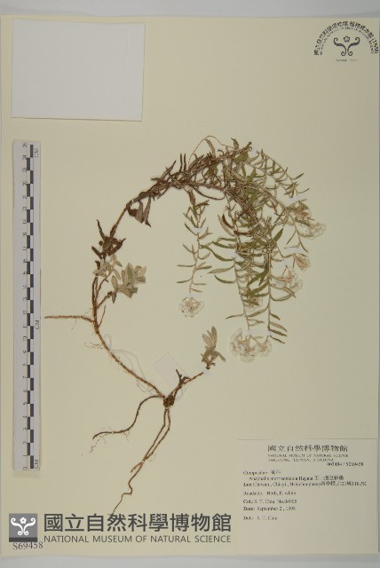 玉山抱莖籟簫藏品圖，第1張