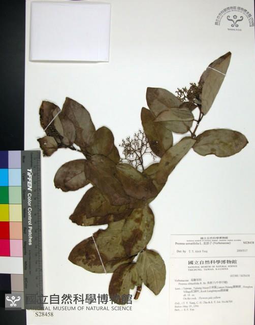 臭娘子藏品圖，第1張