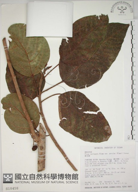 幹花榕藏品圖，第1張