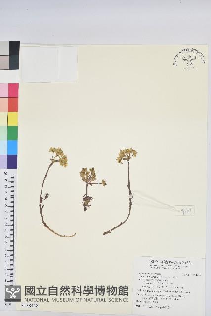 高山大戟藏品圖，第1張