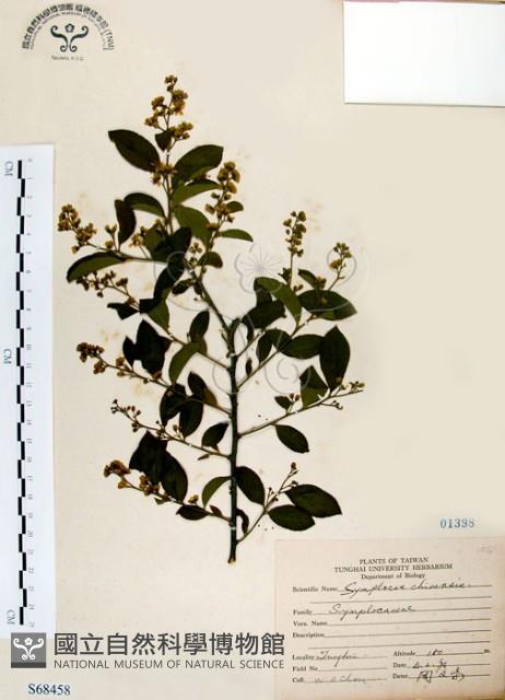 灰木藏品圖，第1張