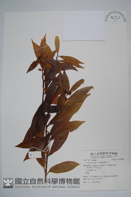 野扇花藏品圖，第1張