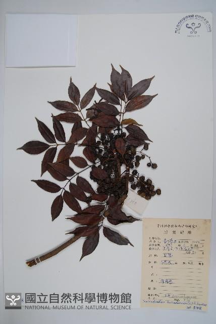 野漆、木臘樹藏品圖，第1張