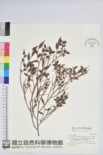 毛蕊花藏品圖，第1張