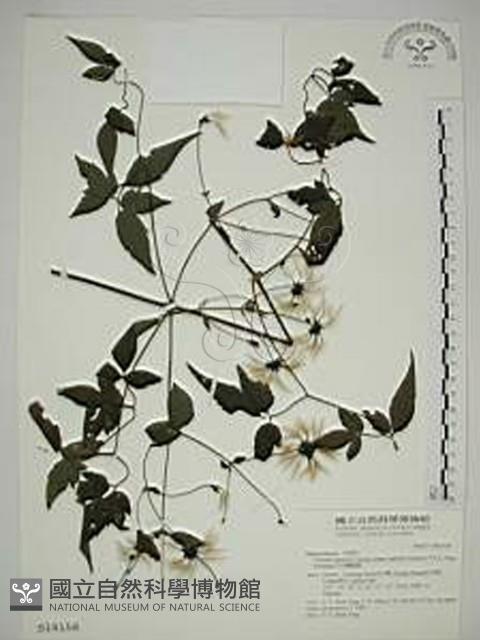 巴氏鐵線蓮藏品圖，第1張