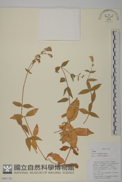老鸛筋藏品圖，第1張