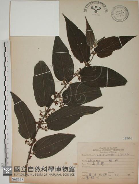 山黃麻藏品圖，第1張