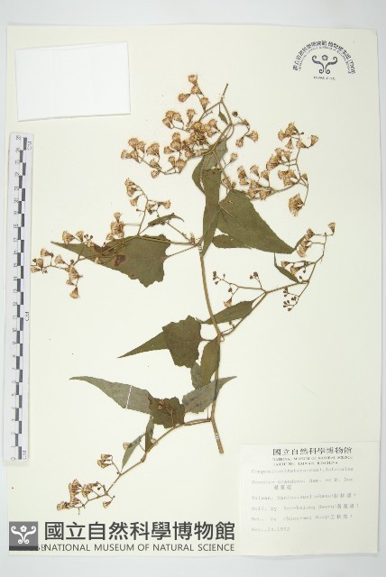 蔓黃菀藏品圖，第1張