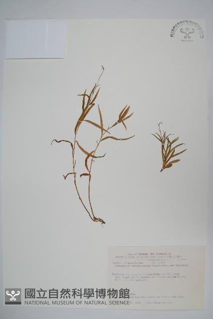 玉山沙參藏品圖，第1張