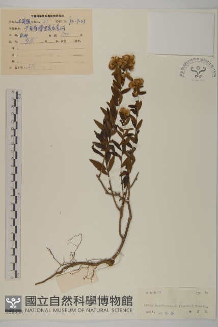 白舌紫菀藏品圖，第1張