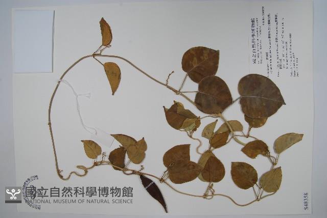 蘭嶼牛皮消、蘭嶼白薇藏品圖，第1張