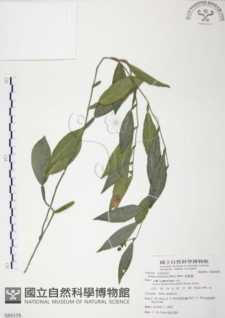 柚葉藤藏品圖，第1張