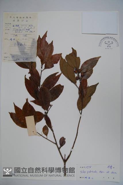 毛葉冬青藏品圖，第1張