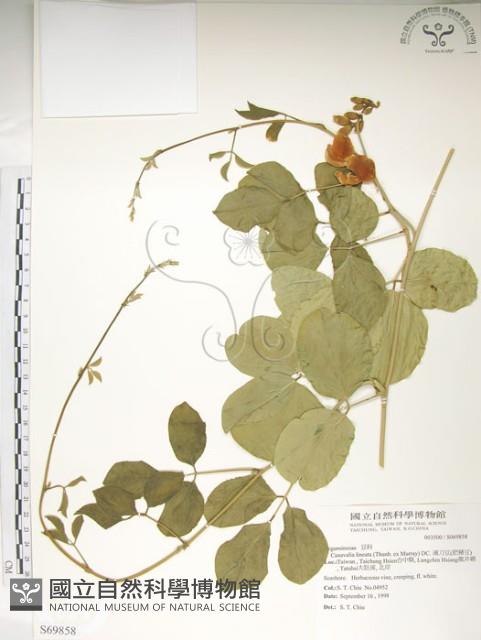 肥豬豆藏品圖，第1張