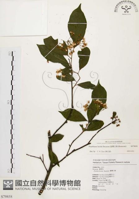 臺灣石楠藏品圖，第1張