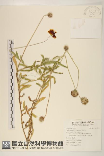 天人菊藏品圖，第1張