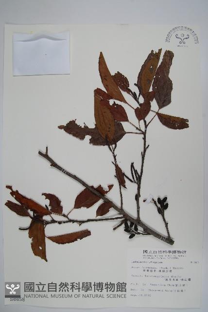 臺灣赤楊、臺灣榿木藏品圖，第1張