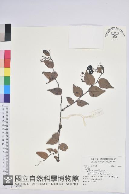 登錄號:S118858藏品圖，第1張