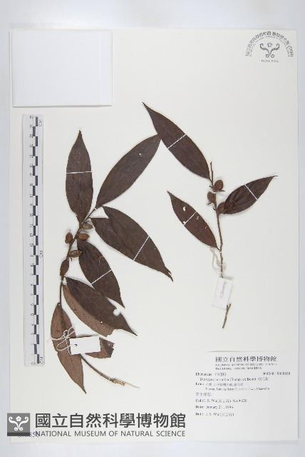 軟毛柿藏品圖，第1張