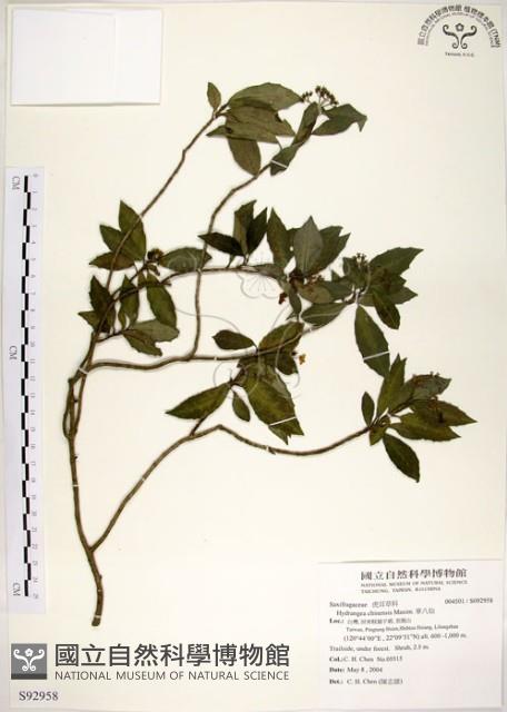 華八仙藏品圖，第1張