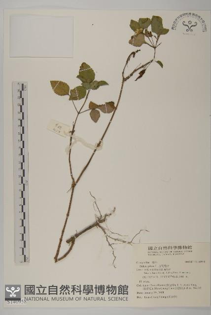 白花鬼針藏品圖，第1張