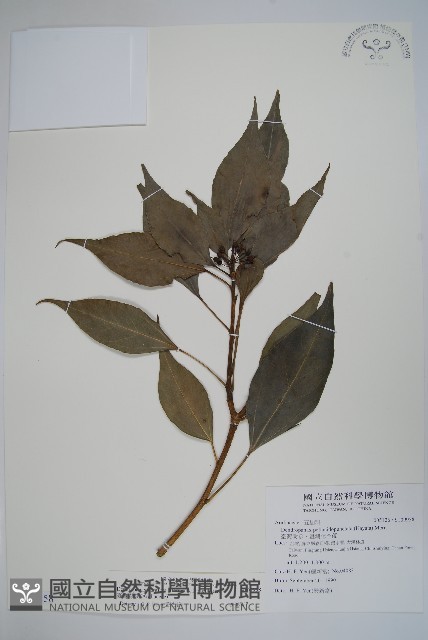 臺灣樹參藏品圖，第1張