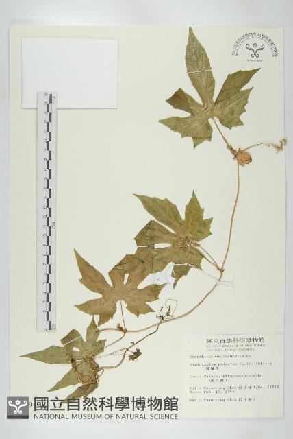 雙輪瓜藏品圖，第1張