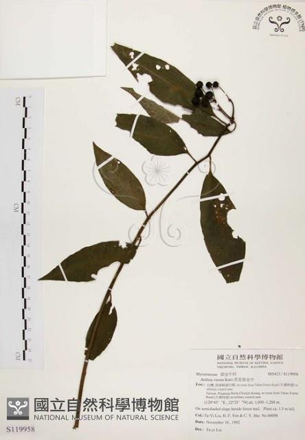 黑星紫金牛藏品圖，第1張