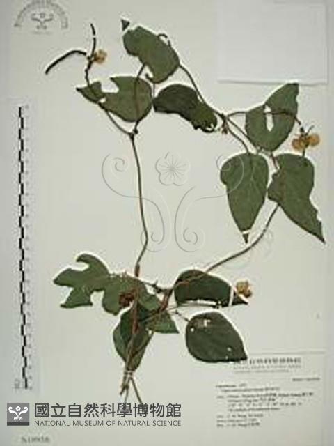 曲毛豇豆藏品圖，第1張