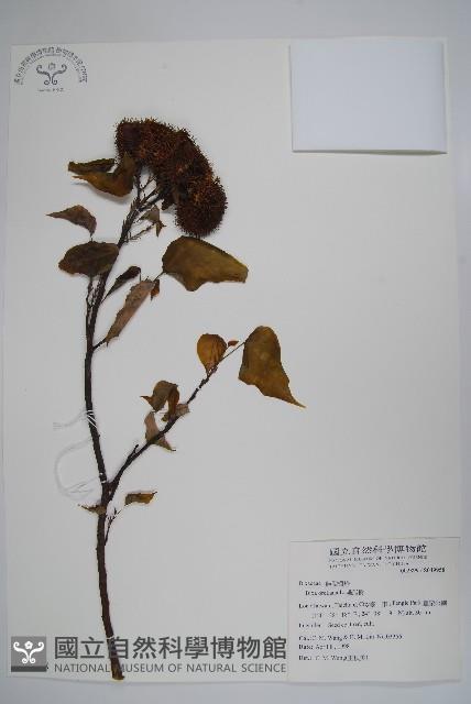 臙脂樹藏品圖，第1張