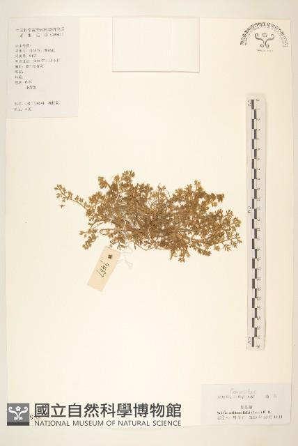 假吐金菊藏品圖，第1張