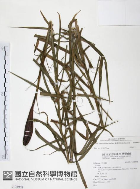 臺灣百合藏品圖，第1張