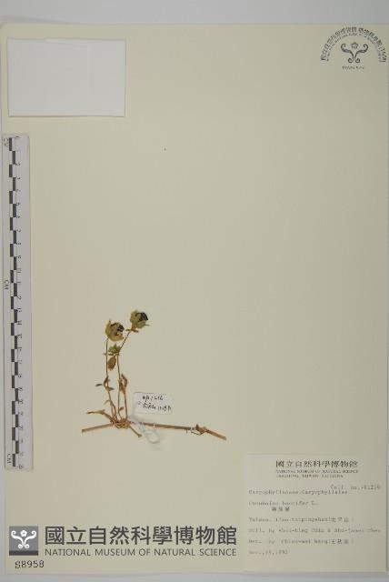 狗筋蔓藏品圖，第1張