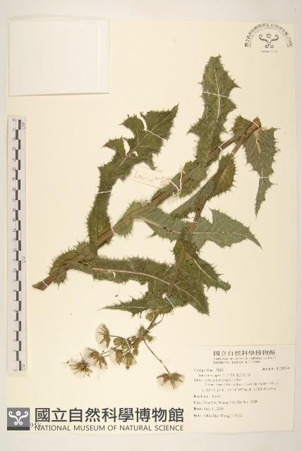 鬼苦苣菜藏品圖，第1張