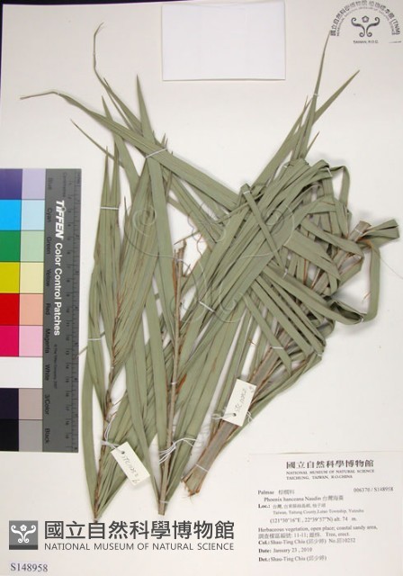 台灣海棗藏品圖，第1張