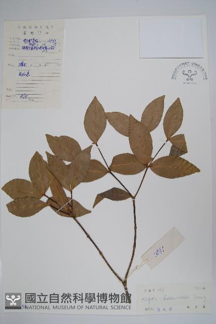 海南蕊木藏品圖，第1張