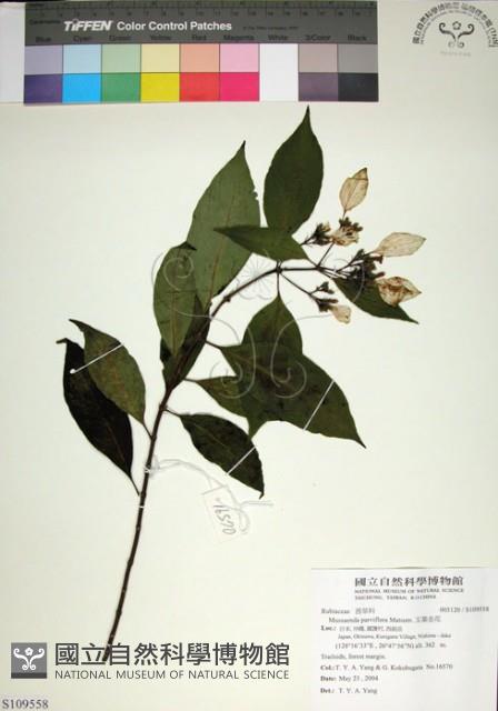 玉葉金花藏品圖，第1張