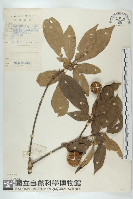 猴歡喜藏品圖，第1張