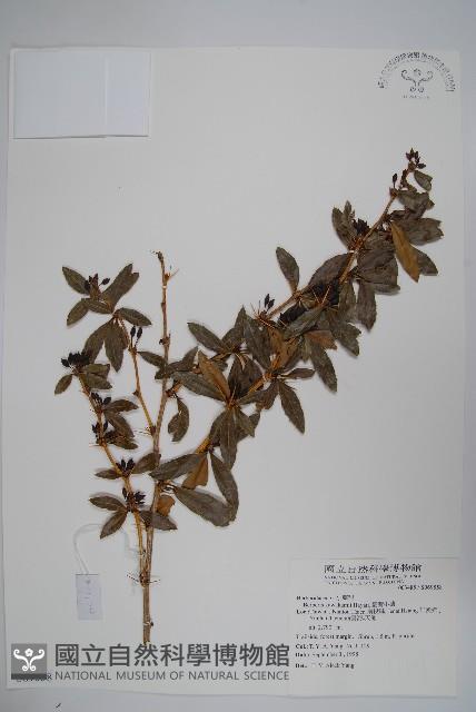 臺灣小蘗藏品圖，第1張