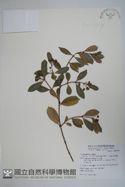 羊角藤、武靴藤藏品圖，第1張