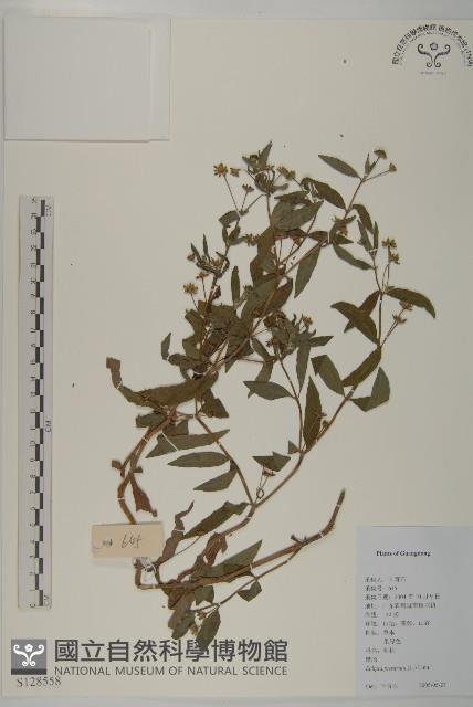 鱧腸藏品圖，第1張