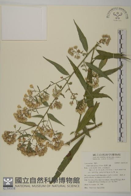 臺灣馬蘭藏品圖，第1張