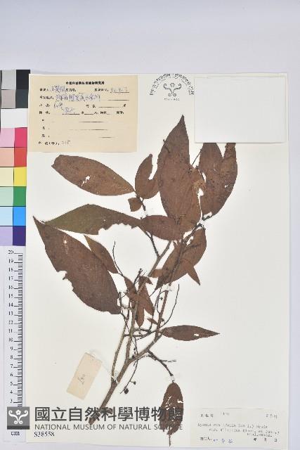 小果南燭藏品圖，第1張