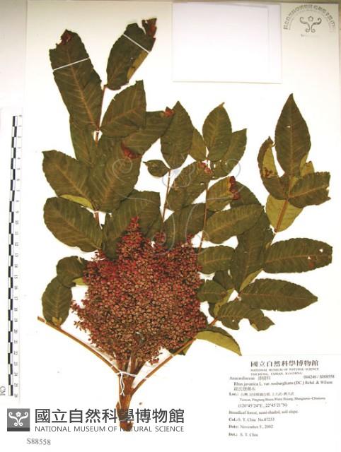 羅氏鹽膚木藏品圖，第1張