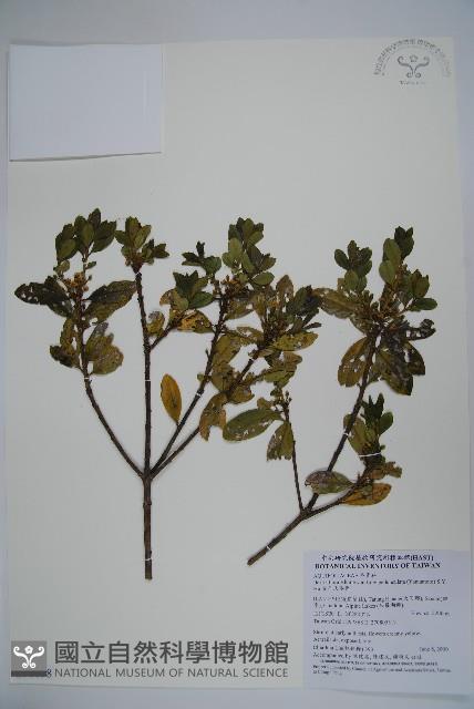 金平氏冬青藏品圖，第1張