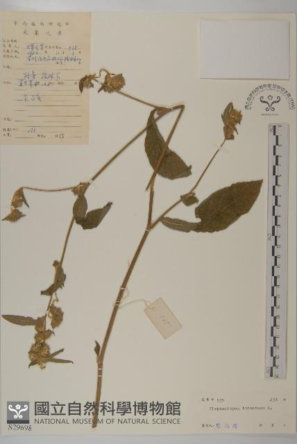 白花地膽草藏品圖，第1張