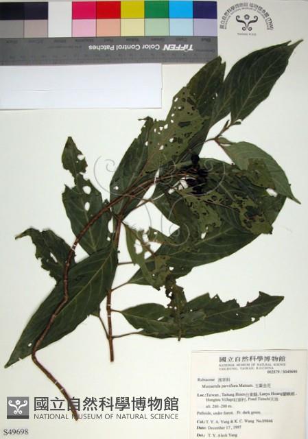 玉葉金花藏品圖，第1張