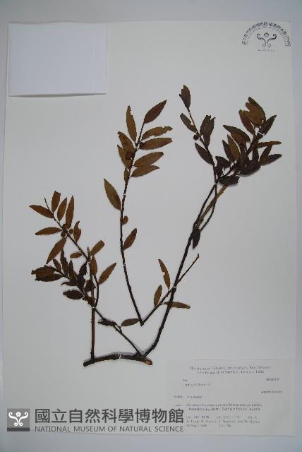 登錄號:S058698藏品圖，第1張